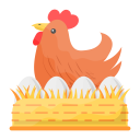 chicken-coop